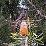 Thumbnail for File:Red Wattlebird.jpg