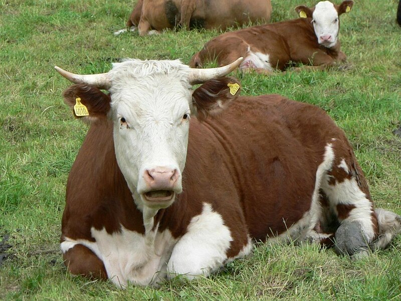 File:Red and white cow on green grass.jpg