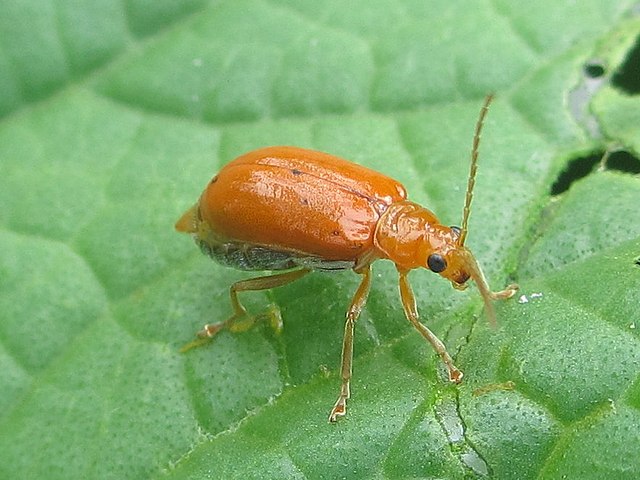 usund indsigelse Drastisk File:Red melon beetle (Aulacophora africana) on cucumber (6971550311).jpg -  Wikimedia Commons