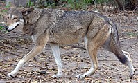 Canis rufus (Red Wolf)