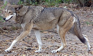 Red wolf Canid native to the southeastern United States