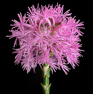 <i>Regelia inops</i> Species of flowering plant