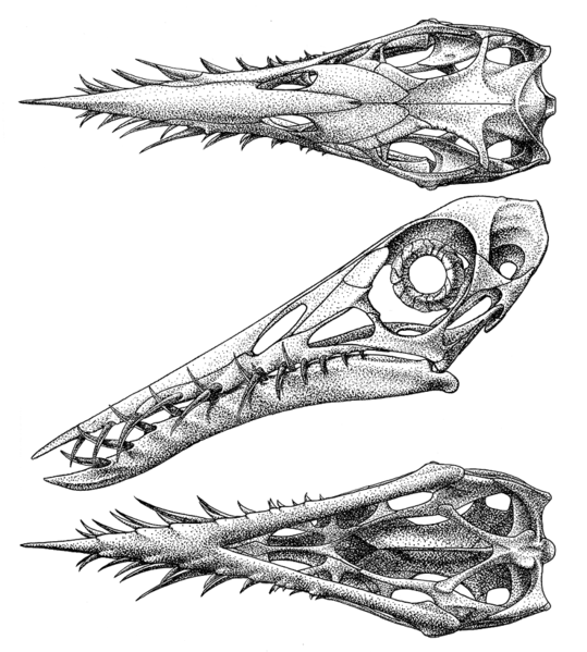 Ceratosauria 539px-Rhamphorhynchus_skull