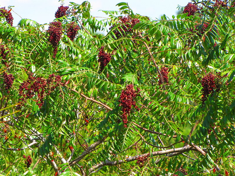 File:Rhus copallinum Wekiva.jpg