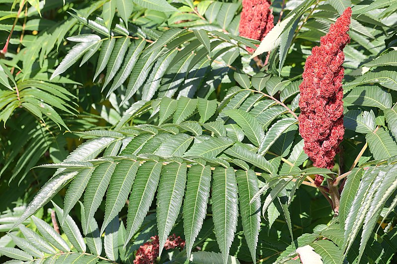 File:Rhus typhina UL 02.jpg