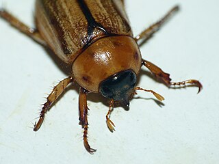 <i>Rhinyptia</i> Genus of beetles