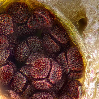 Tetrad (meiosis) the four spores of a yeast, other Ascomycota or Chlamydomonas produced after meiosis