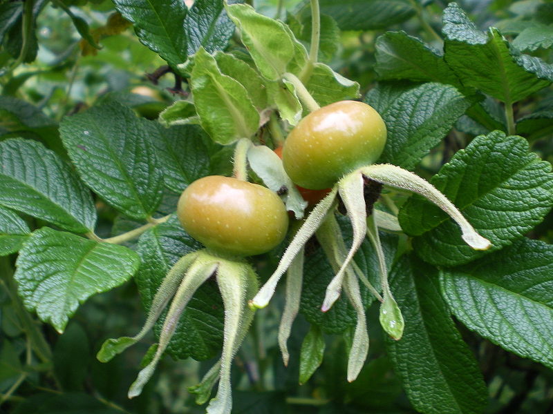 File:Rosa rugosa.JPG