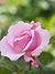 Rose, coeur de la Saint-Valentin, , ハート, (14504280954).jpg