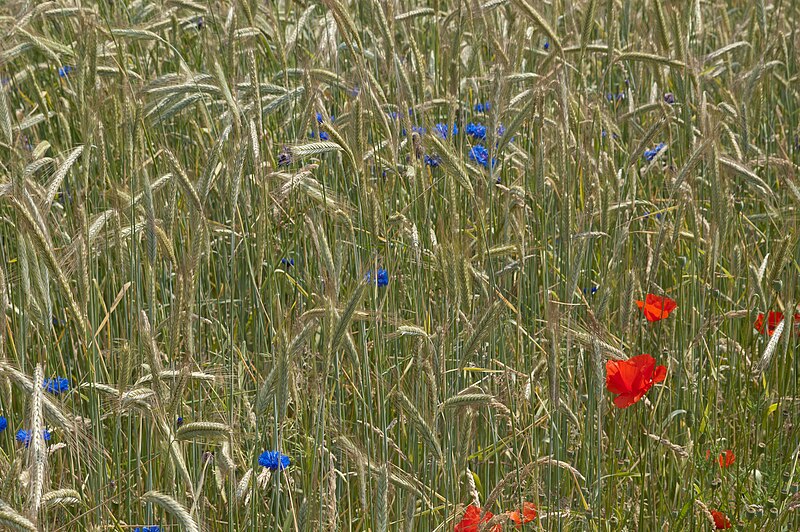 File:Rye with bluebottle and corn poppy II.jpg