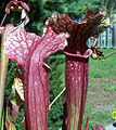 Category:Sarracenia hybrids - Wikimedia Commons