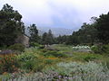 Thumbnail for Santa Barbara Botanic Garden