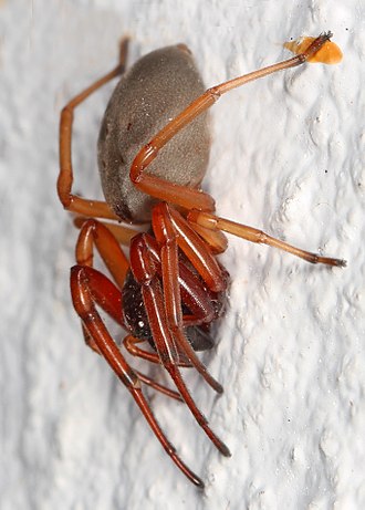 Broad-faced sac spider, Trachelas tranquillus Sac Spider - Trachelas tranquillus, Woodbridge, Virginia.jpg