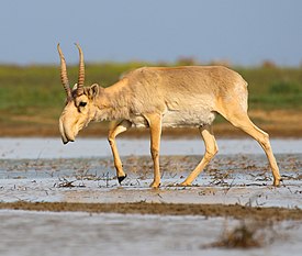 Saiga antelope at the Stepnoi Sanctuary.jpg