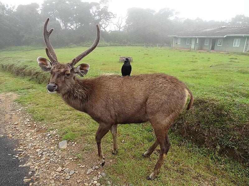 File:Sambar in Horton Plains National Park 03.JPG