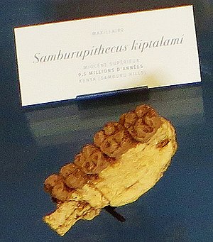 Olotipo di Samburupithecus