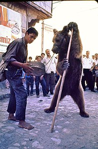 A dancing bear around 1970 in Samsun. His holder beats the frame drum Def.