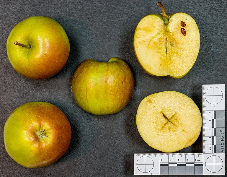 File:Sapora (apple) jm122797.jpg