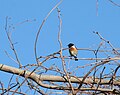 Tarabilla común (Saxicola torquatus) (MADRID).