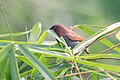 * Nomination Scaly-breasted munia or spotted munia (Lonchura punctulata) at Dehradun, Uttarakhand --Satdeep Gill 13:36, 30 October 2023 (UTC) * Decline  Oppose Head partially hidden --Poco a poco 14:56, 30 October 2023 (UTC)