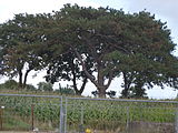 Schafstedt, Naturdenkmal Schwarzkiefer