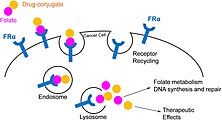 Schematic model of FRa used as a target in cancer therapy. Schematic model of FRa used as a target in cancer therapy.jpg