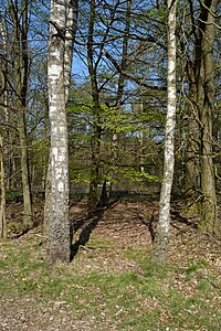 Schleswig-Holstein, Aukrug, Tönsheider Wald NIK 9881.JPG