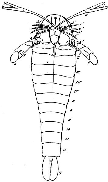 File:Schmidt Miscellanea Silurica III Fig. 1B.jpg