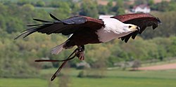 Schreiseeadler Haliaeetus vocifer