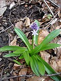 Miniatura per Scilla liliohyacinthus