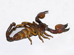 Scorpionidae - Pandinus magrettii.jpg
