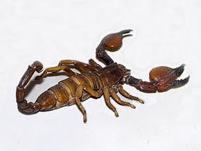 Beschreibung des Bildes Scorpionidae - Pandinus magrettii.jpg.