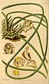 Scuticaria steelei (as syn. Maxillaria steelii) plate 3573 in: Curtis's Bot. Magazine (Orchidaceae), vol. 64, (1837)
