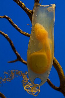 Shark egg Scyliorhinus canicula foetus in an egg.jpg