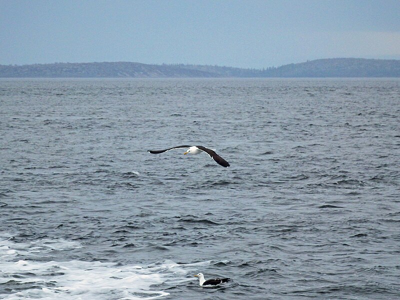 File:Seagull in the White sea.jpg