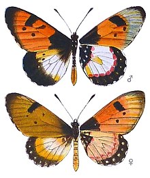 Male and female of A. anemosa f. welwitschii, illustrated in Seitz (1925) SeitzFaunaAfricanaXIIITaf60, Acraea anemosa f welwitschii.jpg