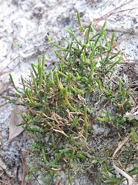 File:Selaginella arenicola 002 by Scott Zona.jpg