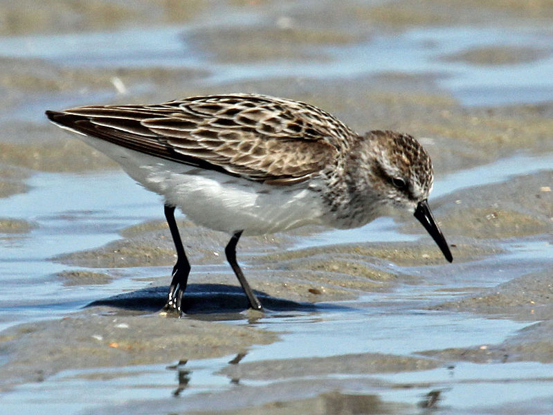 File:Semipalmated Sandpiper RWD.jpg