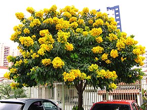Descrizione dell'immagine Senna macranthera - San Paolo 4.jpg.