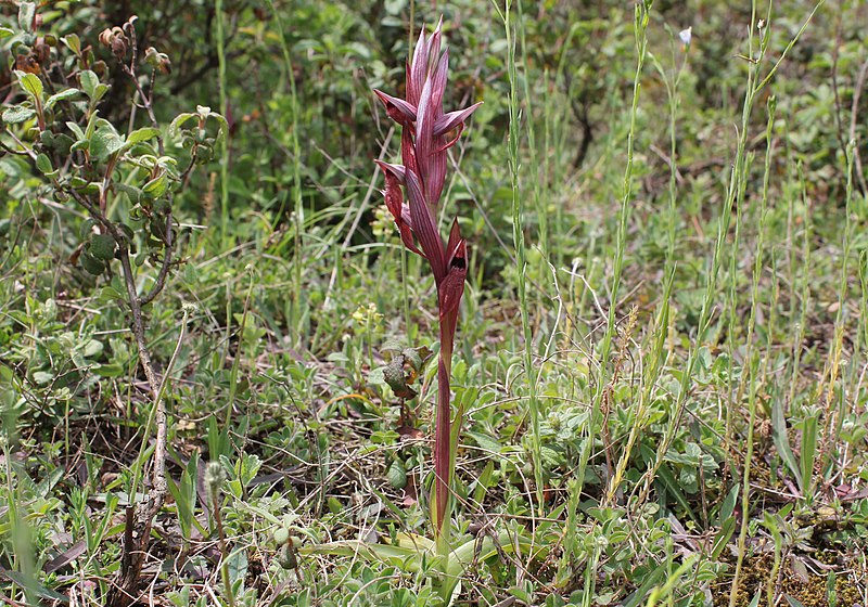 File:Serapias vomeracea scape.jpg