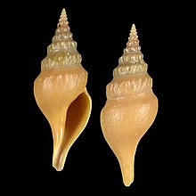 Shell Gymnobela bululi.jpg