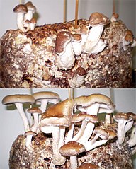 Shiitake - Wikipedia