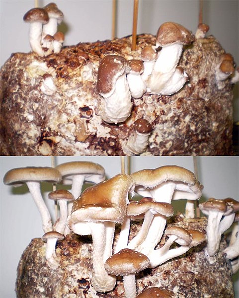 Home cultivated shiitake developing over approximately 24 hours.