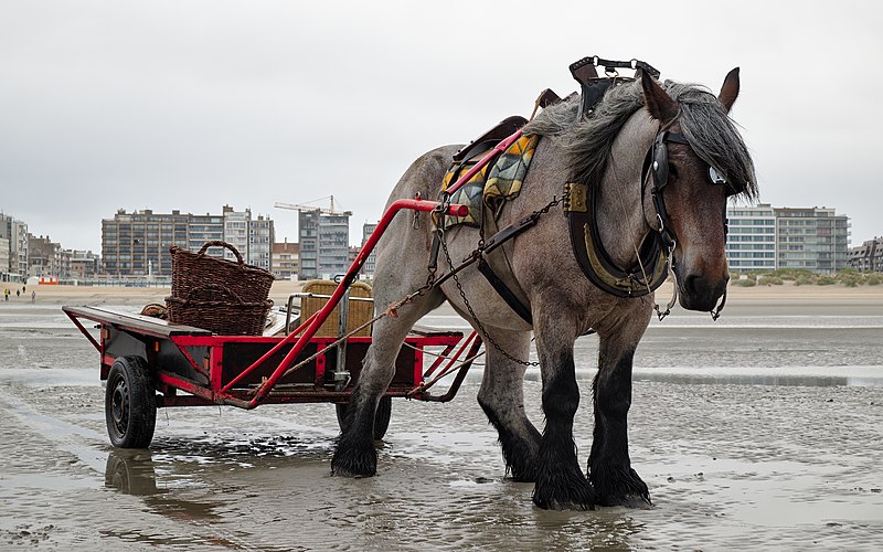 File:Shrimp fishing Brabançon draft horse in Oostduinkerke (DSCF9699).jpg