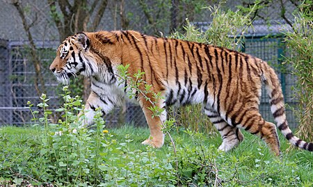 Tập_tin:Sibirischer_Tiger_Tierpark_Hellabrunn-1.jpg