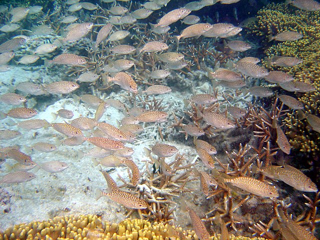 Schooling spinefoot rabbitfish are often joined by defenceless parrotfish.