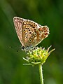 * Nomination Common blue butterfly (Polyommatus icarus) (female) on the Friesener Warte near Hirschaid in Upper Franconia --Ermell 06:08, 2 May 2020 (UTC) * Promotion  Support Good quality. --Carschten 08:49, 2 May 2020 (UTC)