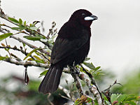 Tanager, Silver-beaked ♂ Ramphocelus carbo