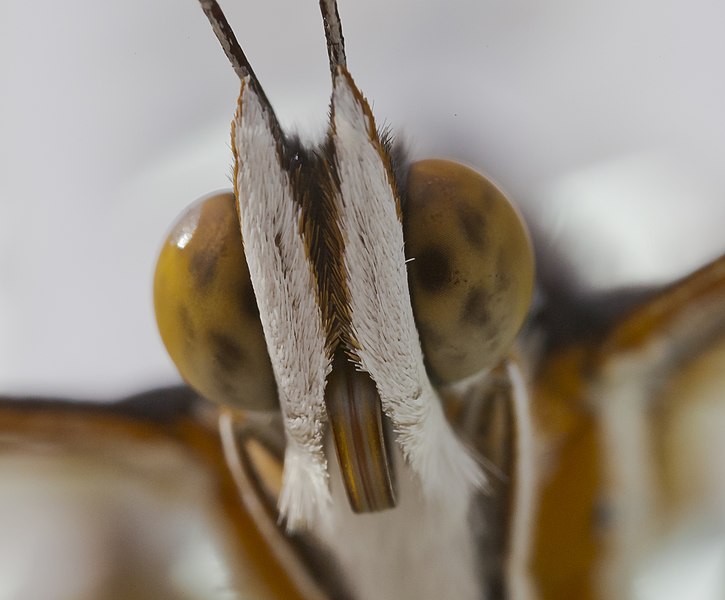 File:Siproeta stelenes, Jardín Botánico de Múnich, Alemania, 2013-01-27, DD 04.JPG