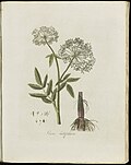 Sium latifolium (Plate 0182)